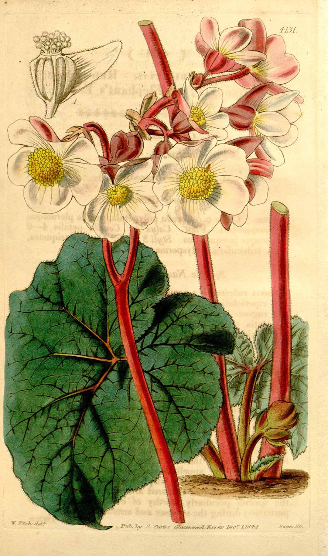 B. rubricaulis var. rubricaulis